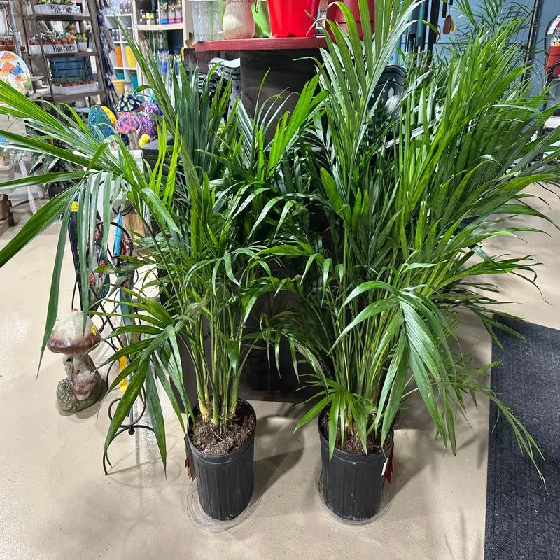 10” Chamaedorea Cataractarum