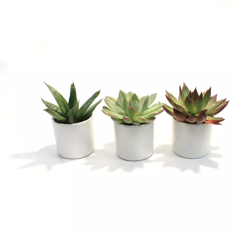 2in-succulent-matte-modern-pot 2in Succulent Matte Modern Pot