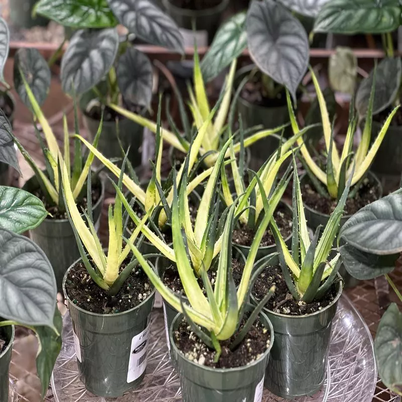 4-aloe-solar-flare 4” Aloe Solar Flare