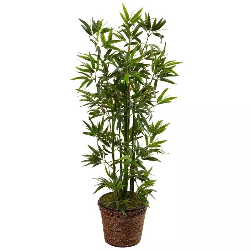4-bamboo-tree-in-coiled-rope-planter 4 Bamboo Tree in Coiled Rope Planter