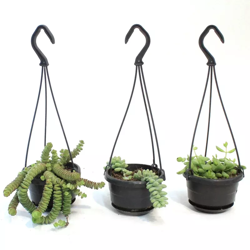 4in-succulent-hanging-basket-assorted 4in Succulent Hanging Basket Assorted