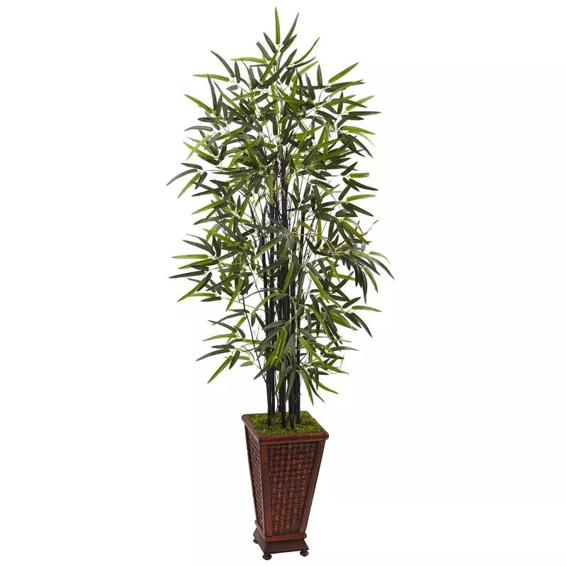 5.5 Black Bamboo Tree in Decorative Planter