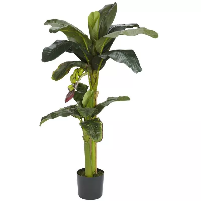 5-banana-silk-tree-w-bananas 5′ Banana Silk Tree w/Bananas