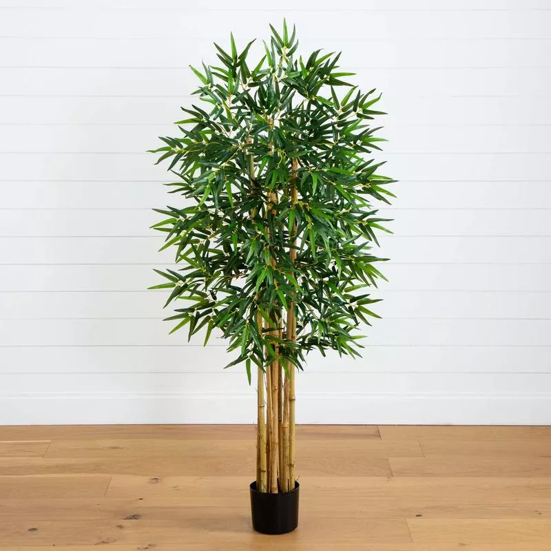 5′ Multi Bambusa Bamboo Silk Tree