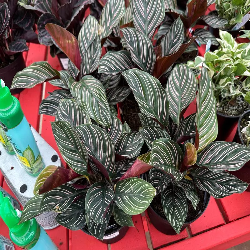 6-calathea-ornata 6” Calathea Ornata