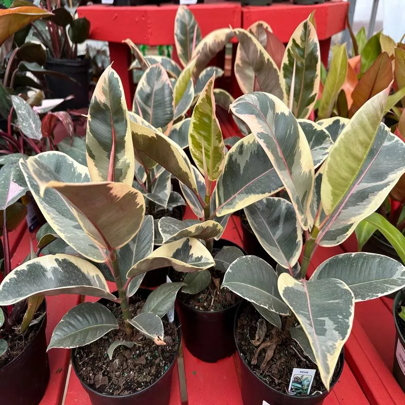 6” Ficus Elastica Tineke