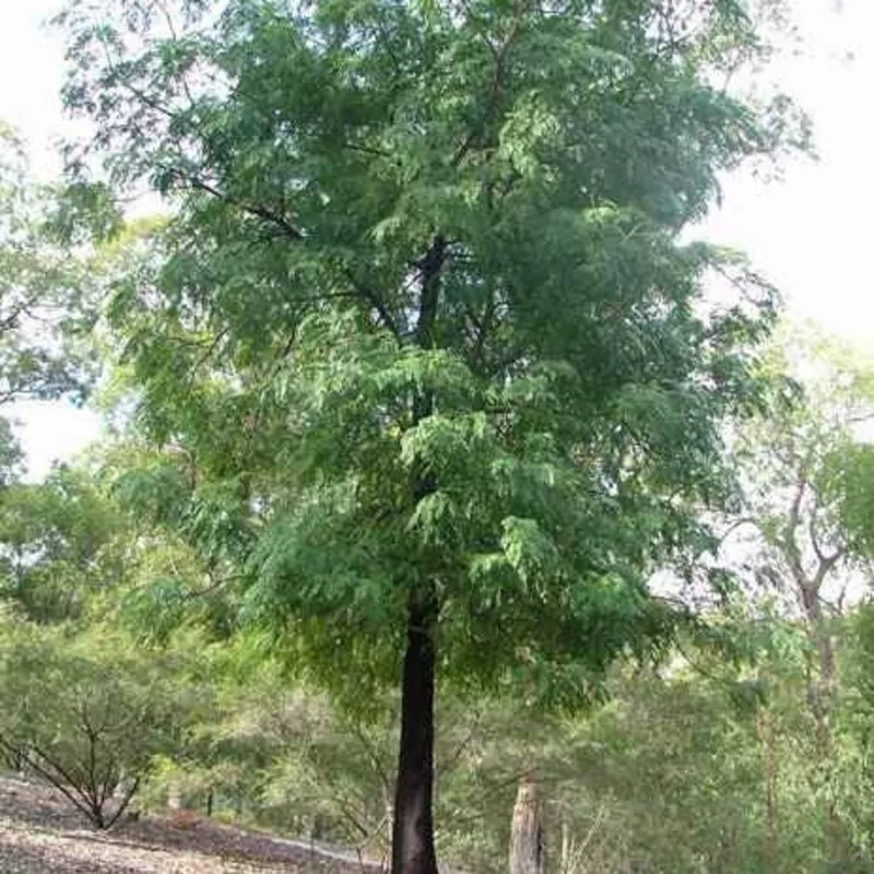 acacia-elata-cedar-wattle Acacia elata Cedar Wattle