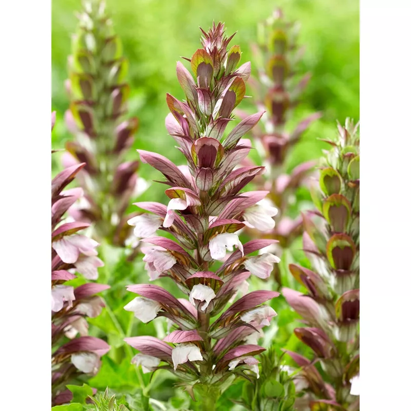acanthus-hungaricus-white-lips Acanthus hungaricus ‘White Lips’