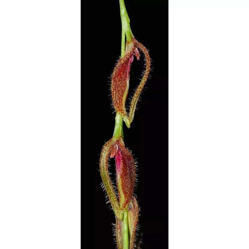 acianthera-oscitans Acianthera oscitans