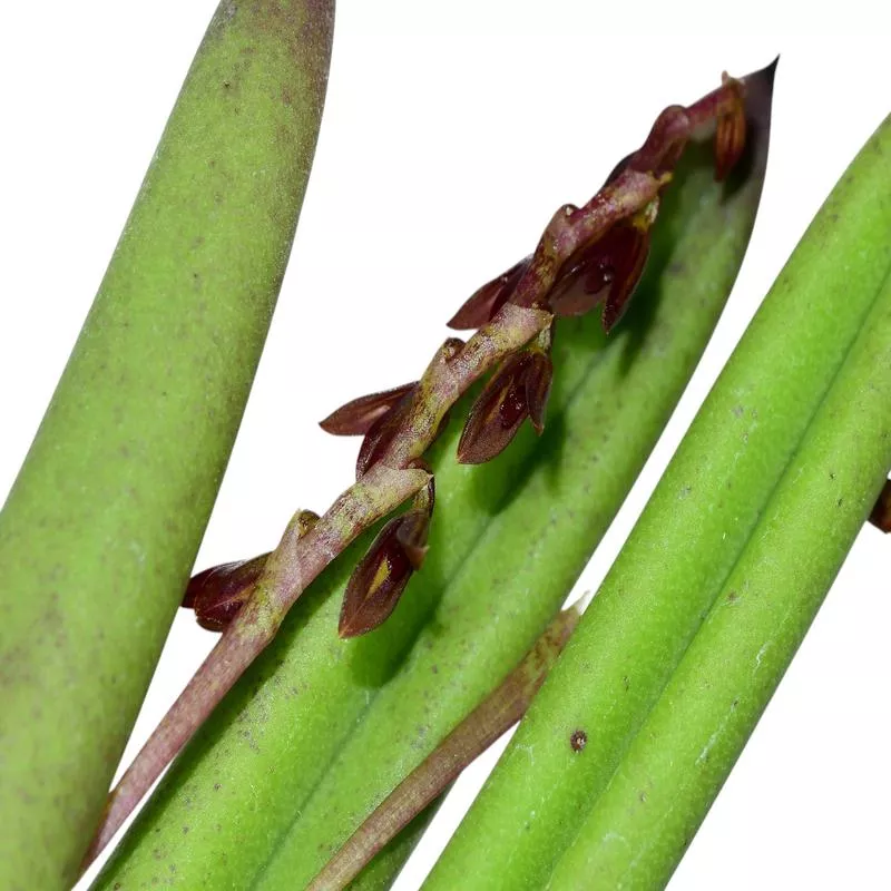 acianthera-teres Acianthera teres