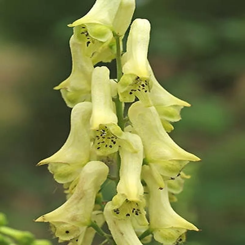 aconitum-lycoctonum-darkeyes ACONITUM LYCOCTONUM ‘DARKEYES’