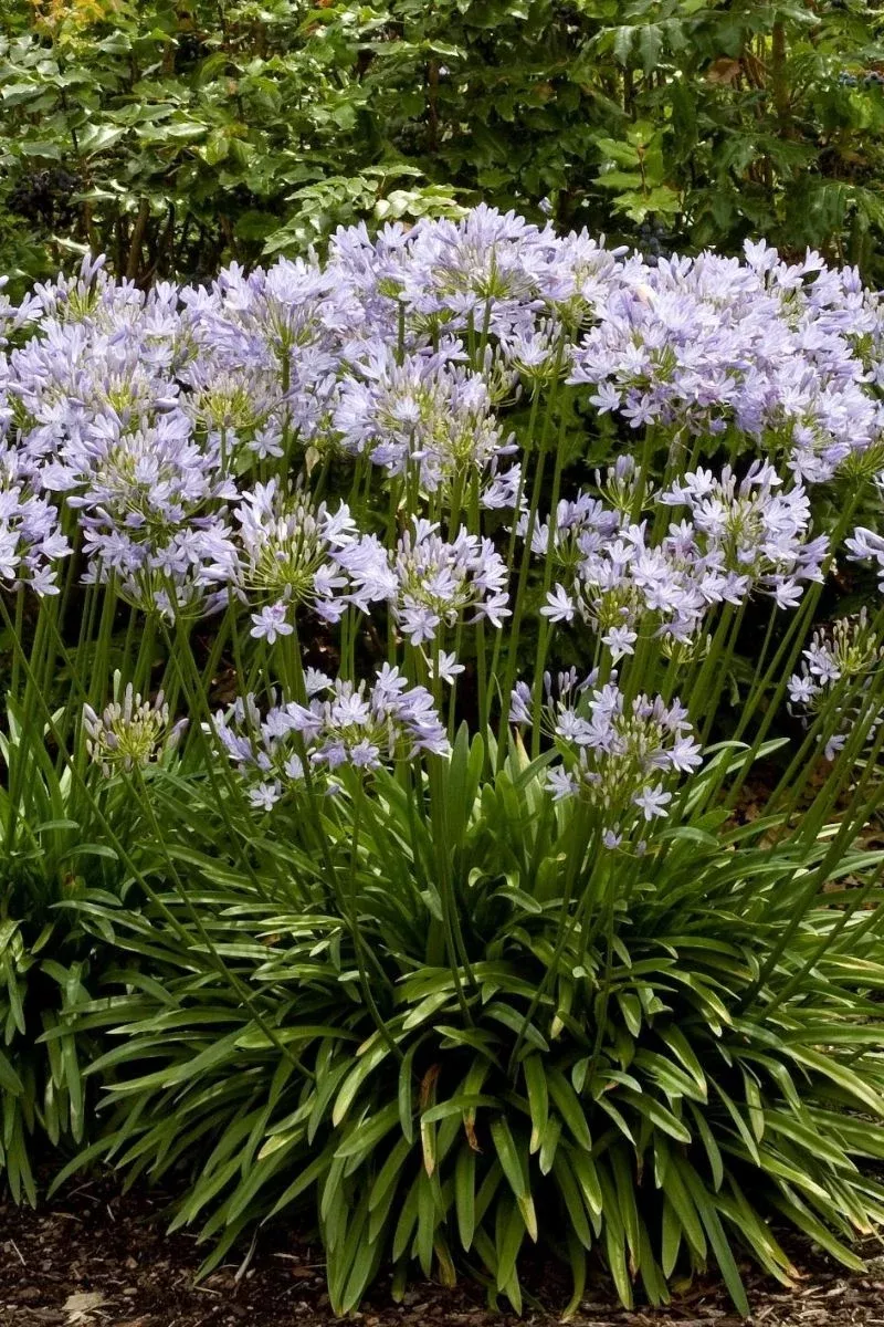 agapanthus-africanus Agapanthus, Africanus
