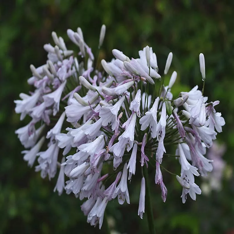 AGAPANTHUS ‘WINDSOR GREY’