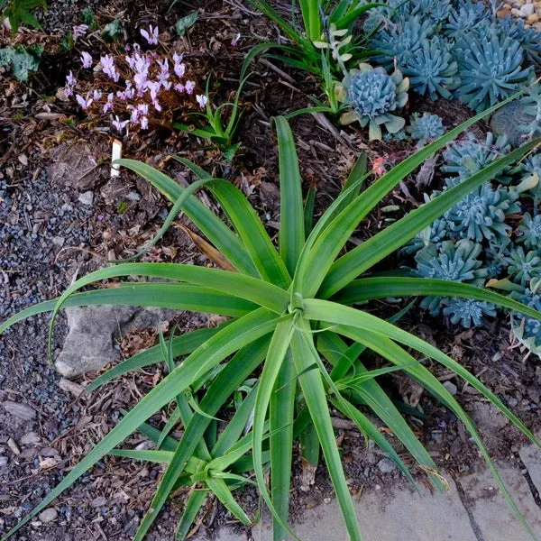 agave-bracteosa-daddy-longlegs Agave bracteosa ‘Daddy Longlegs’