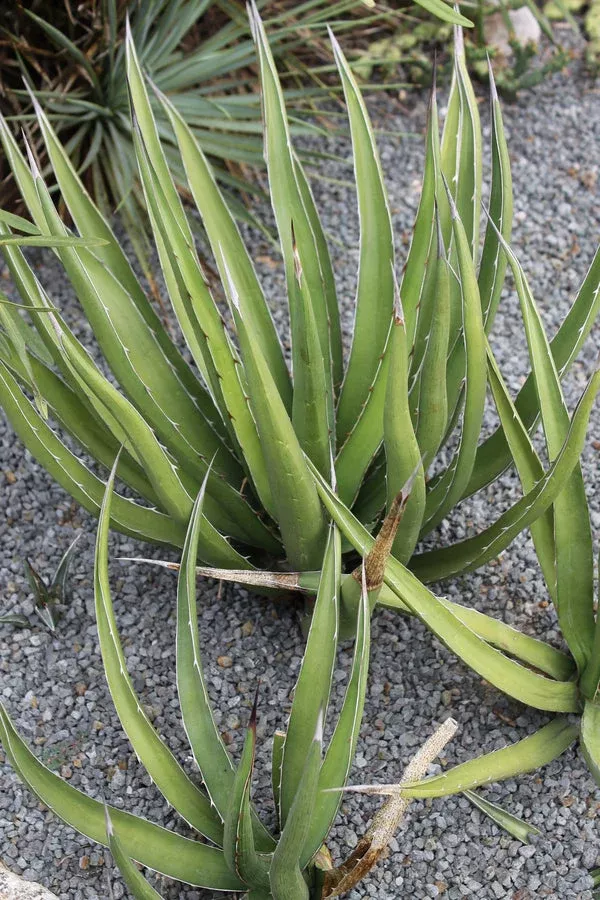 agave-difformis-huntington Agave difformis ‘Huntington’