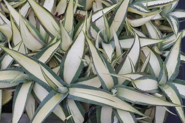 agave-guiengola-cream-custard Agave guiengola ‘Cream Custard’