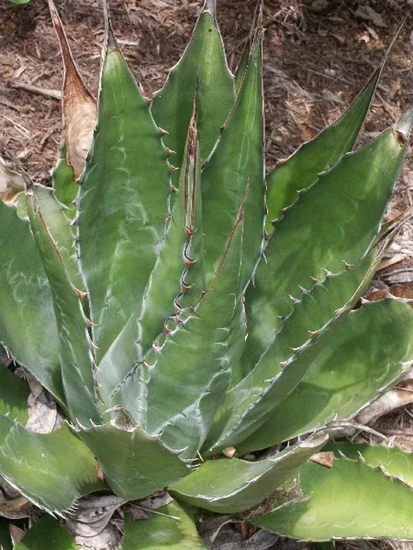 agave-montana Agave montana