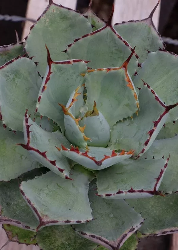 agave-moon-shadow Agave ‘Moon Shadow’