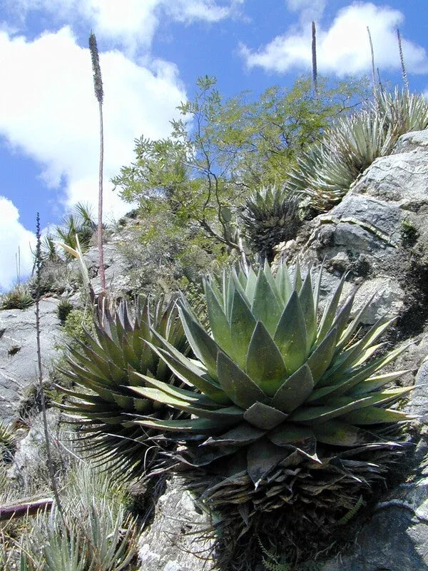 agave-obscura Agave obscura