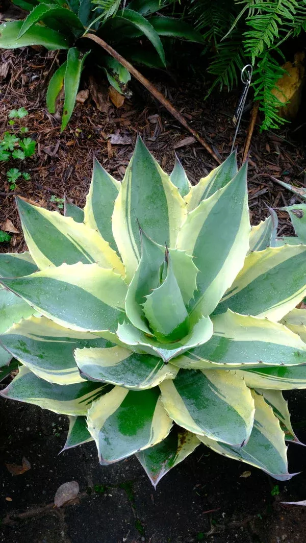 agave-ovatifolia-orca Agave ovatifolia ‘Orca’