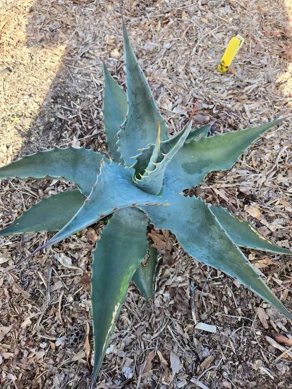 agave-sp-azul-monterrey Agave sp. ‘Azul Monterrey’