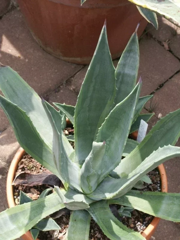 Agave ‘Sumifu Ryu Setsukan’