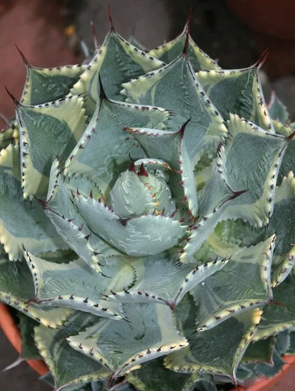 agave-tradewinds Agave ‘Tradewinds’