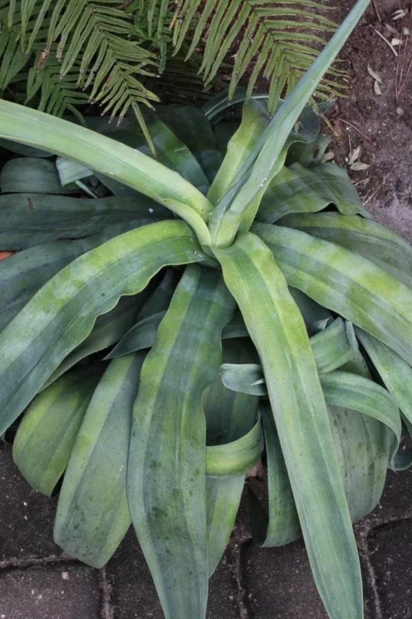 agave-weberi-purple-heart Agave weberi ‘Purple Heart’