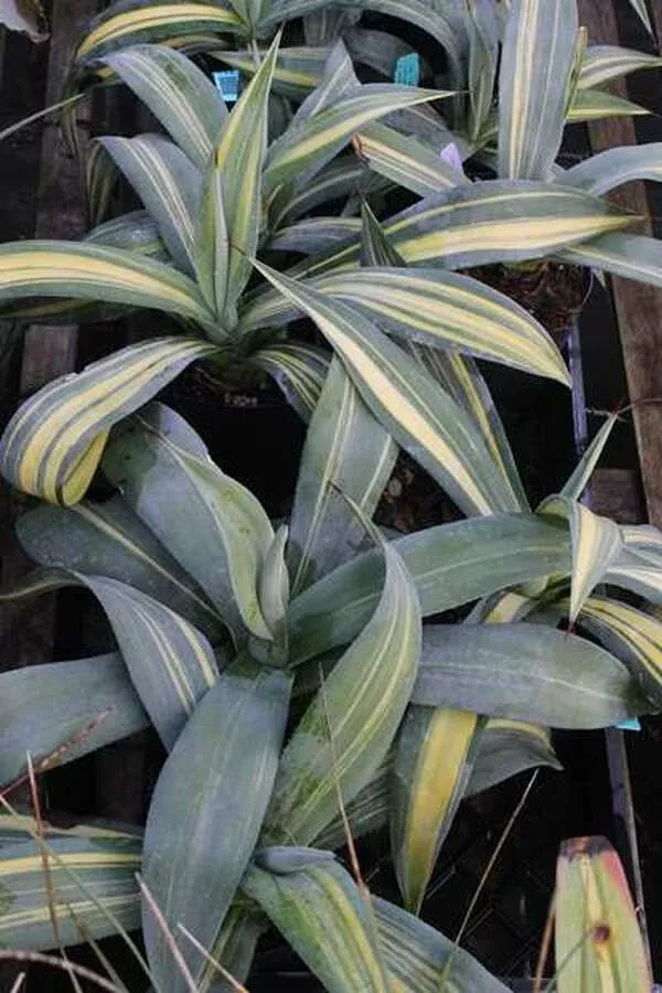 agave-weberi-streaked Agave weberi Streaked