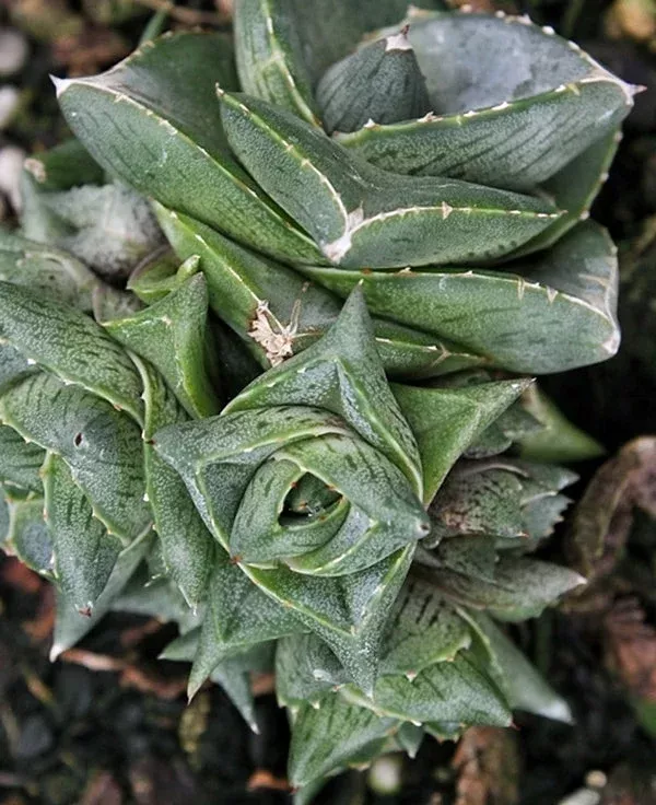 agave-x-pumila-clusterfest Agave x pumila ‘Clusterfest’