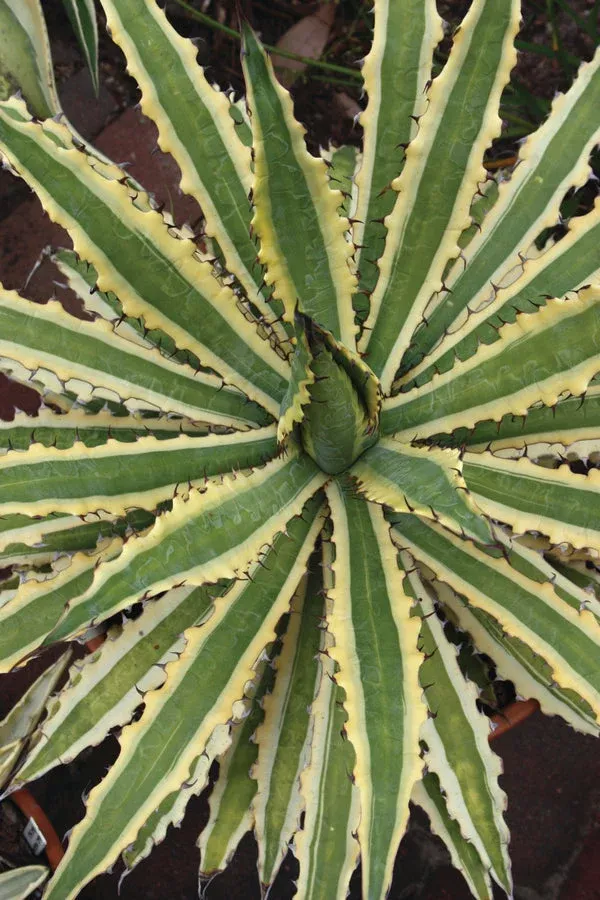 agave-xylonacantha-frostbite Agave xylonacantha ‘Frostbite’