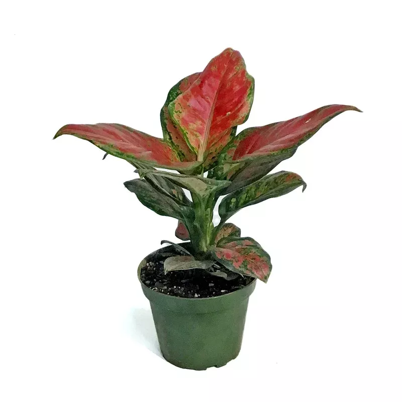 aglaonema-4in-black-maroon Aglaonema 4in Black Maroon