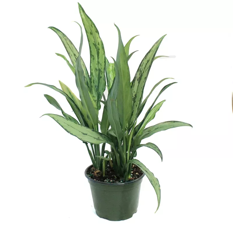 Aglaonema 6in Cutlass