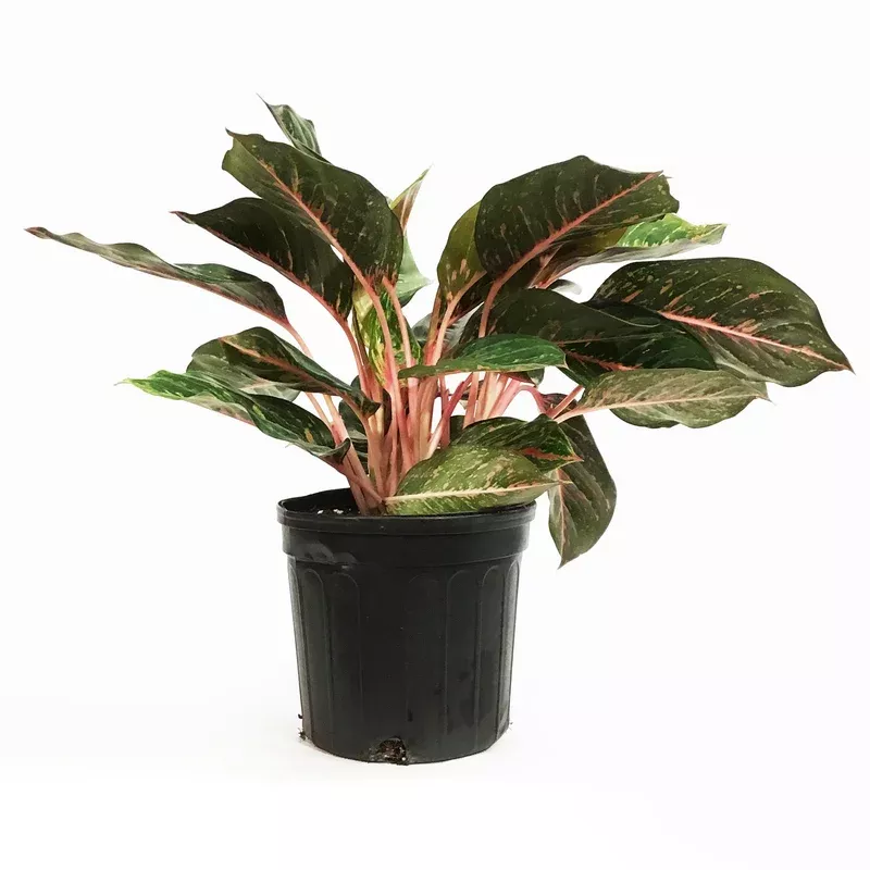 aglaonema-8in-ruby Aglaonema 8in Ruby