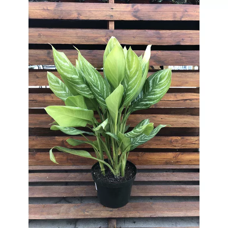 aglaonema-8in-stripes Aglaonema 8in Stripes
