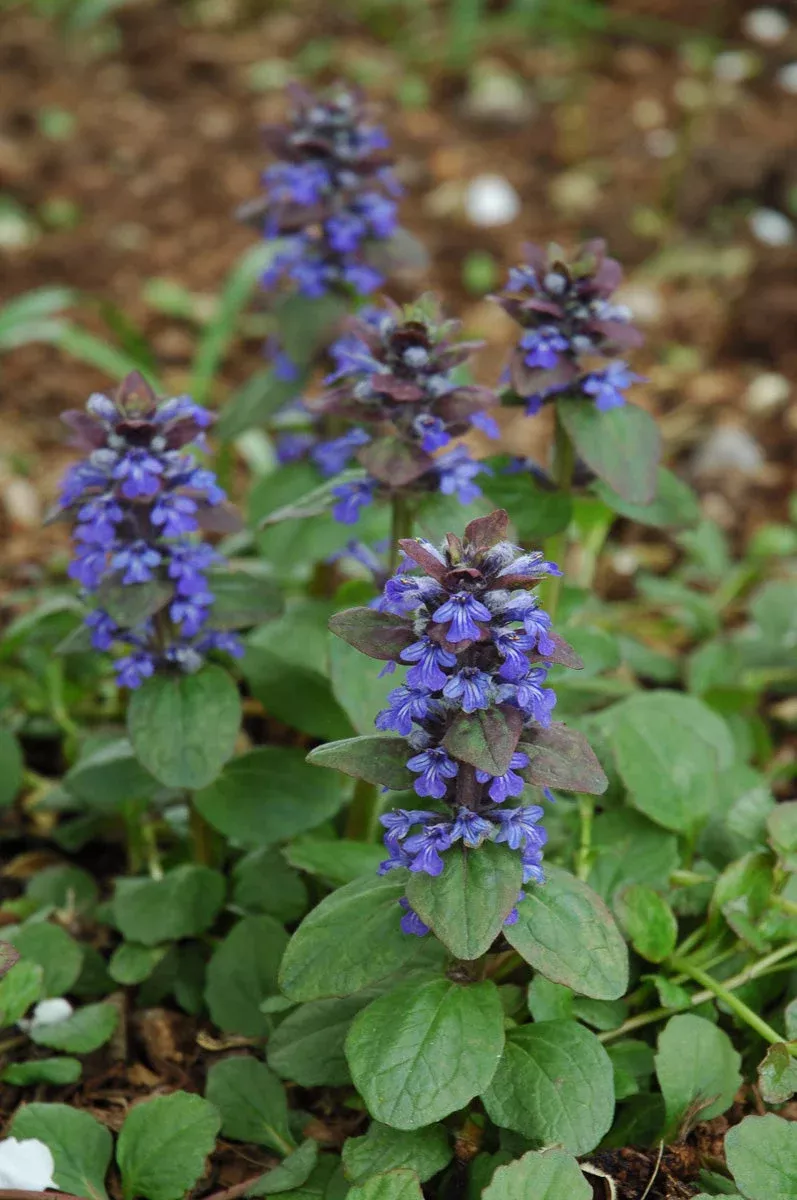 ajuga-catlin-s-giant Ajuga, Catlin’s Giant