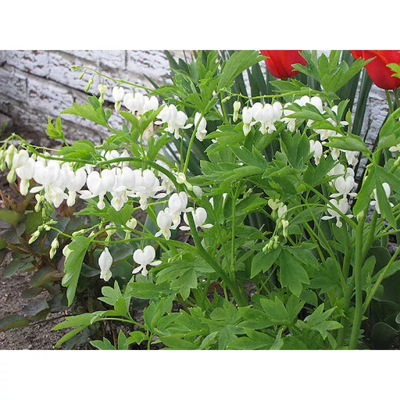 alba-white-bleeding-heart ‘Alba’ White Bleeding Heart