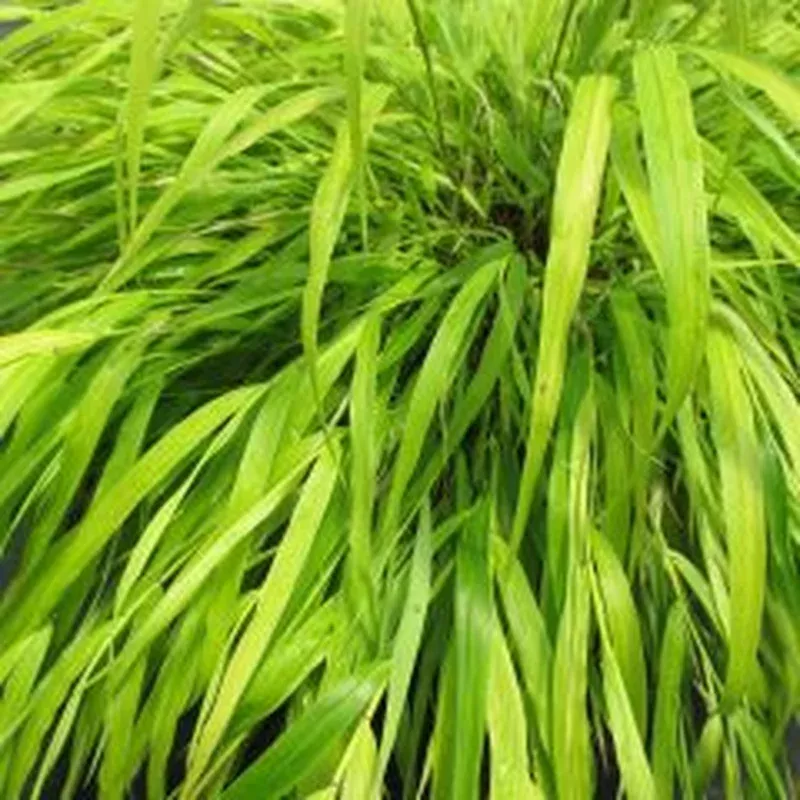 all-gold-japanese-forest-grass ‘All Gold’ Japanese Forest Grass