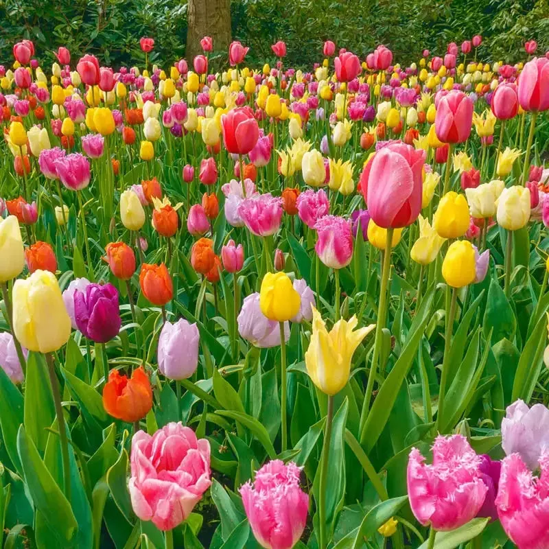 all-spring-tulip-mix All Spring Tulip Mix