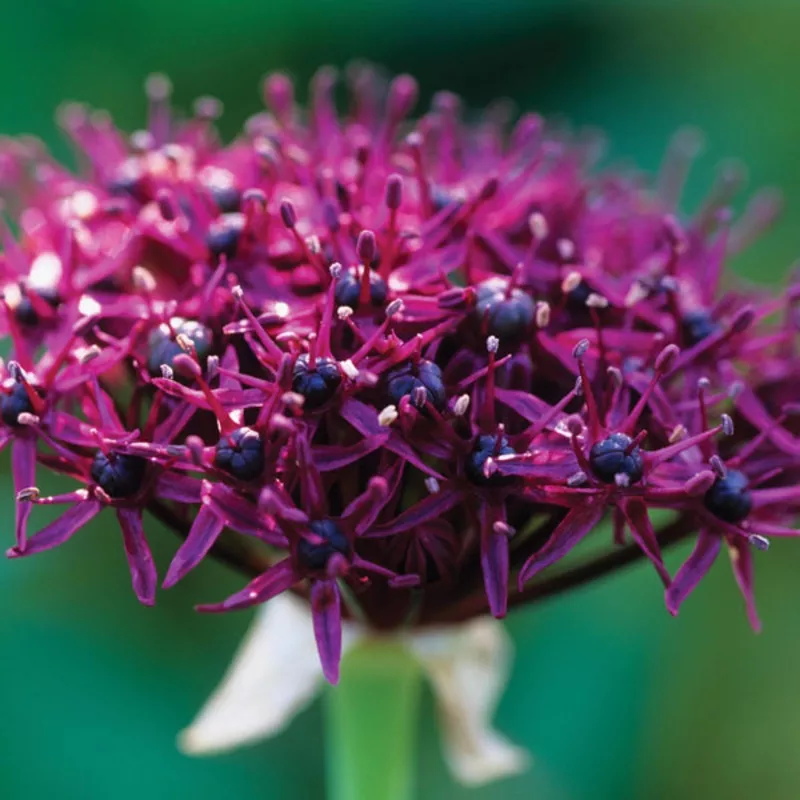 allium-atropurpureum-bulbs Allium atropurpureum Bulbs