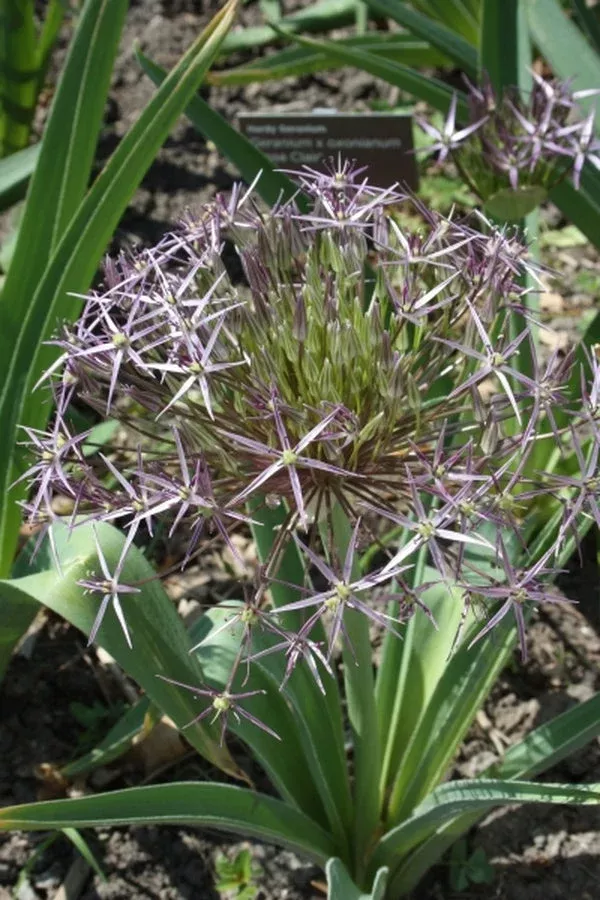 allium-cristophii Allium cristophii