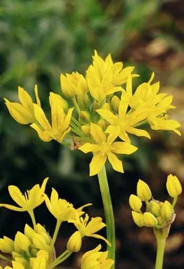 Allium moly ‘Jeannine’