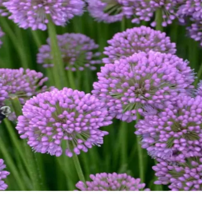 allium-x-senescens-millenium Allium X senescens Millenium