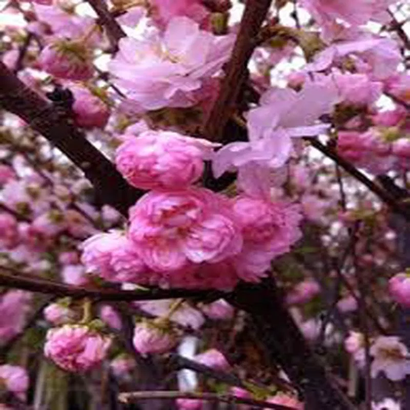 almond-double-flowering Almond ‘Double Flowering’