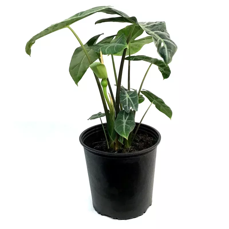 Alocasia 10in Longiloba