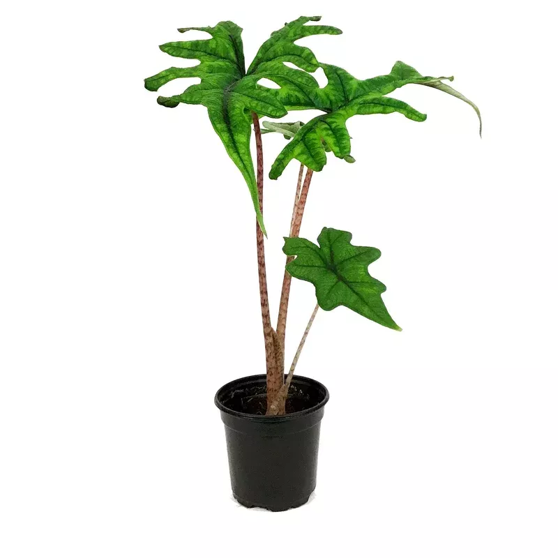 alocasia-6in-jacklyn Alocasia 6in Jacklyn