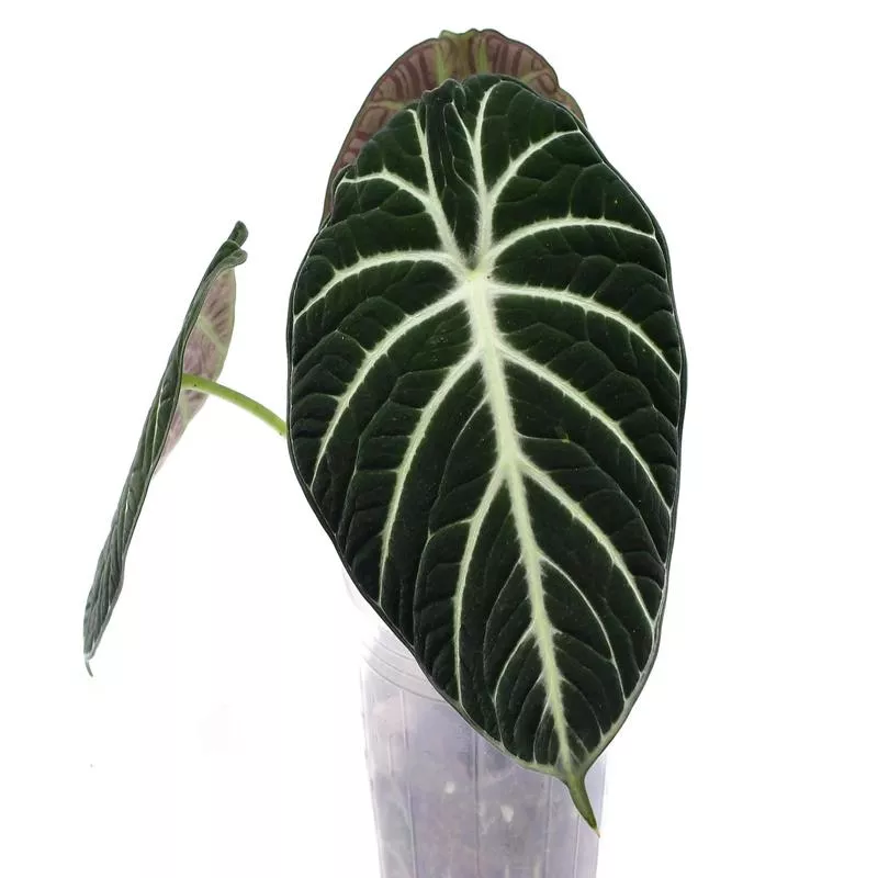 alocasia-ninja Alocasia Ninja