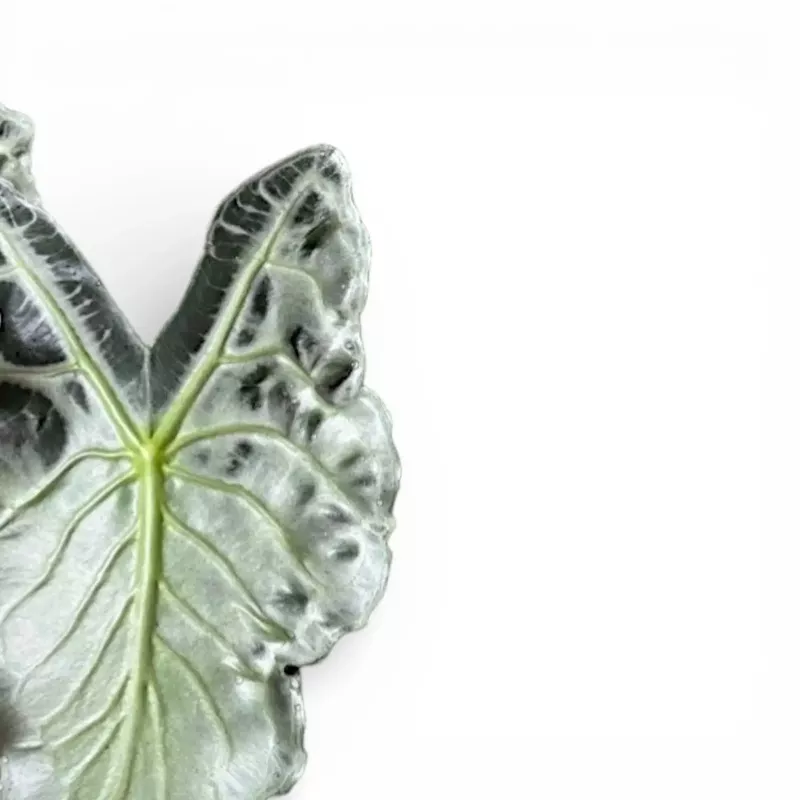 alocasia-venom Alocasia Venom