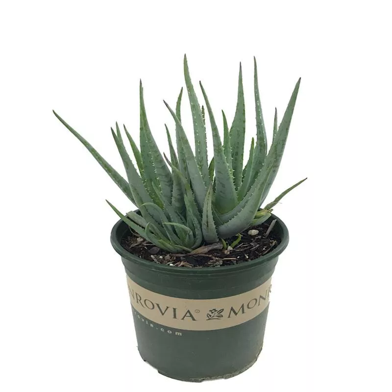 Aloe ‘Blue Elf’
