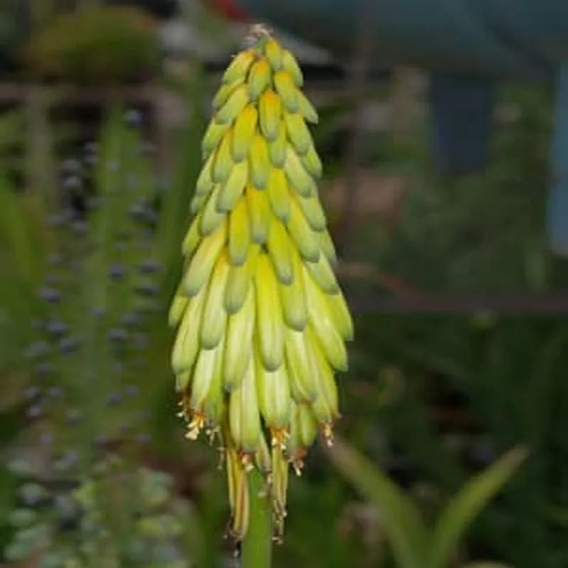 aloe-striatula ALOE STRIATULA